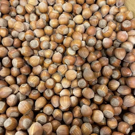 Noisette-