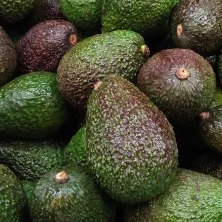 Avocat Hass-