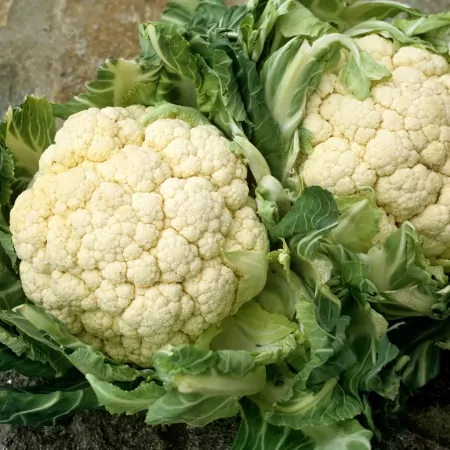 Chou fleur-