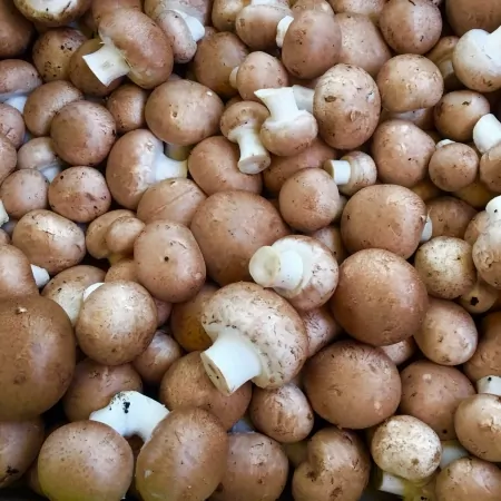 Champignon brun de Paris 250g-