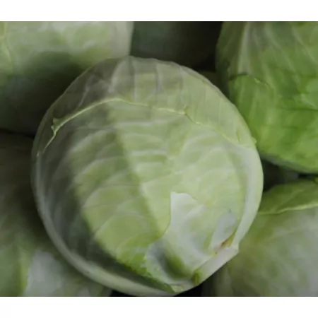 Chou blanc-
