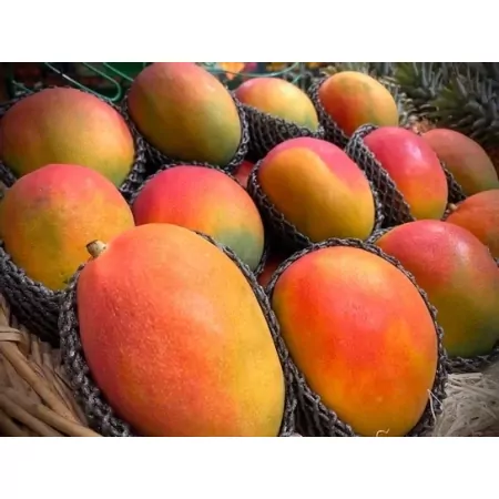 Mangue avion-