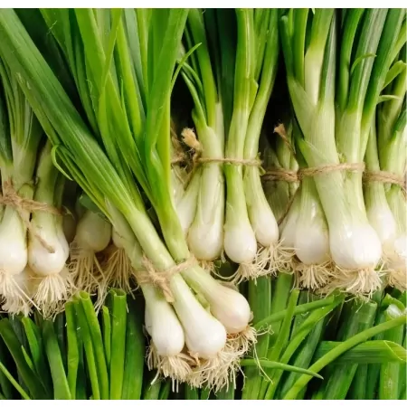 Oignon blanc frais-
