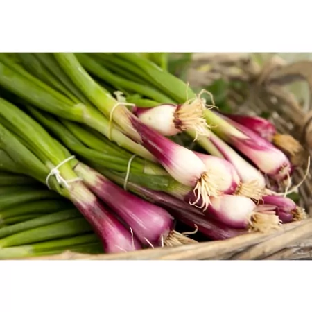 Oignon rouge frais-