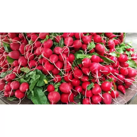 Radis rouges-
