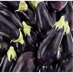 Aubergine