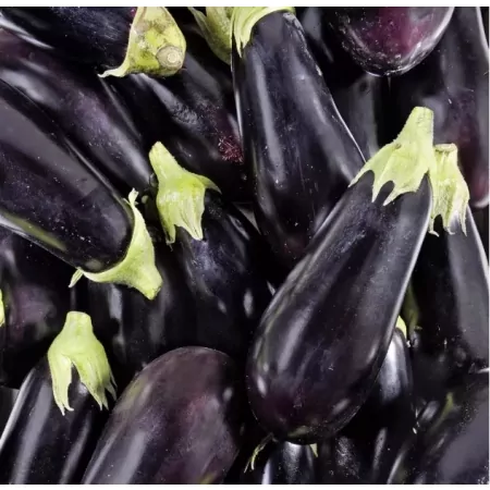Aubergine-
