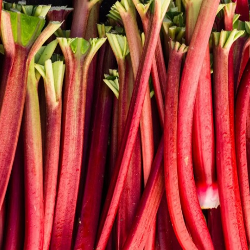 Rhubarbe