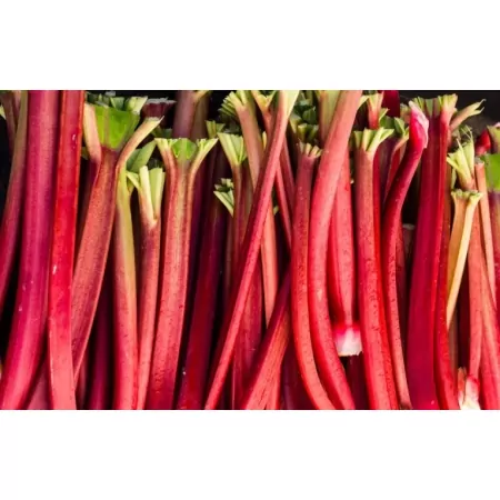 Rhubarbe-