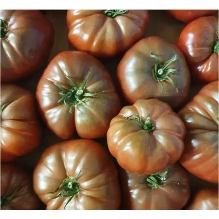 Tomate noire de crimée-