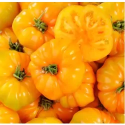 Tomate ananas