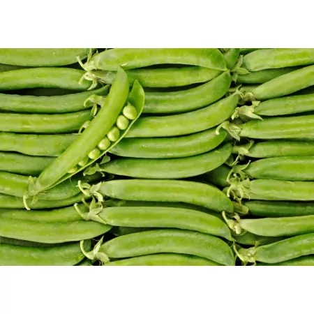 Petit pois-