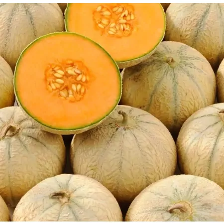 Melon -