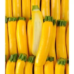 Courgette jaune