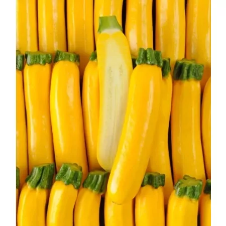 Courgette jaune-