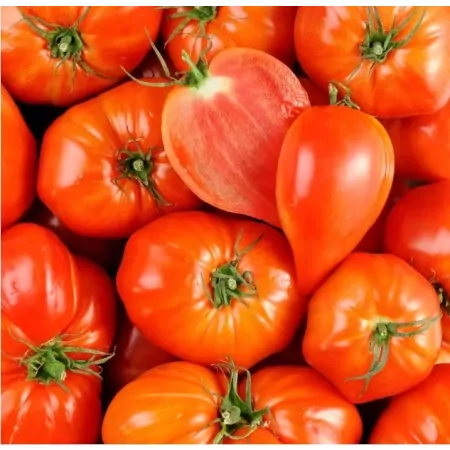 Tomate cœur de bœuf rouge-