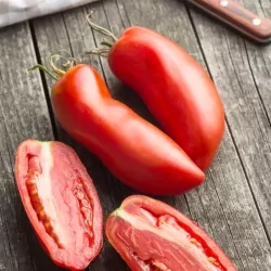 Tomate cornue des andes