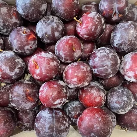 Prune Crimson-