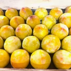 Prune TC Sun