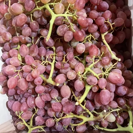 Raisin Rose sans pépins-