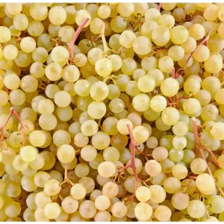 Raisin Exalta sans pépins-