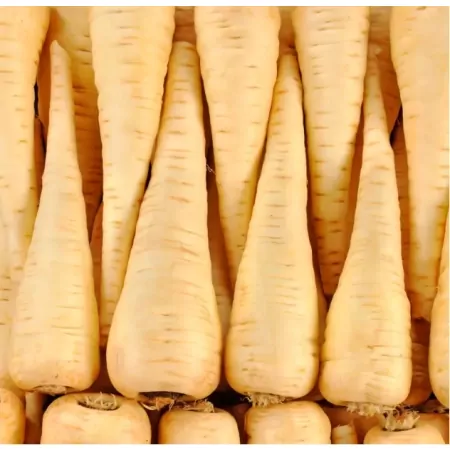 Panais -