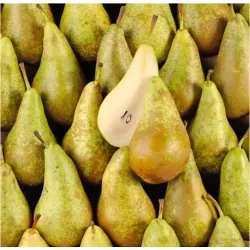 Poire conférence
