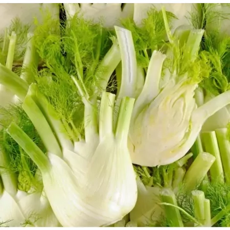 Fenouil-