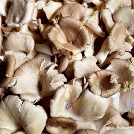 Champignon pleurotes 200g-