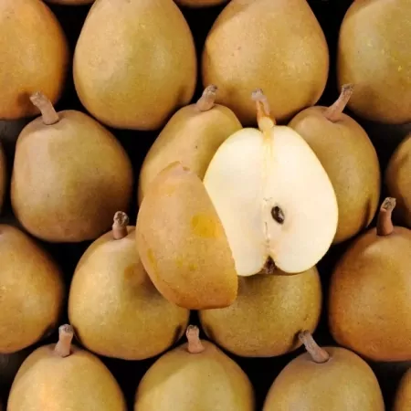 Poire Angelys Morgane-