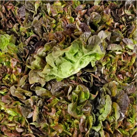 Feuille de Chêne rouge-