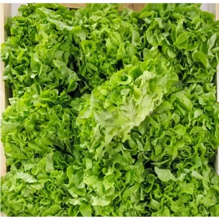 Feuille de Chêne verte-