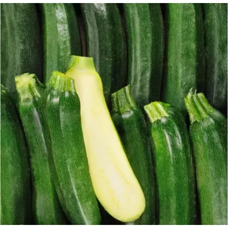 Courgette-