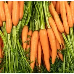 Carottes Fanes