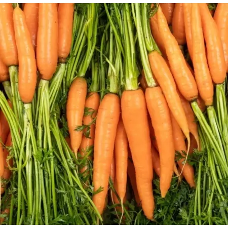 Carottes Fanes-