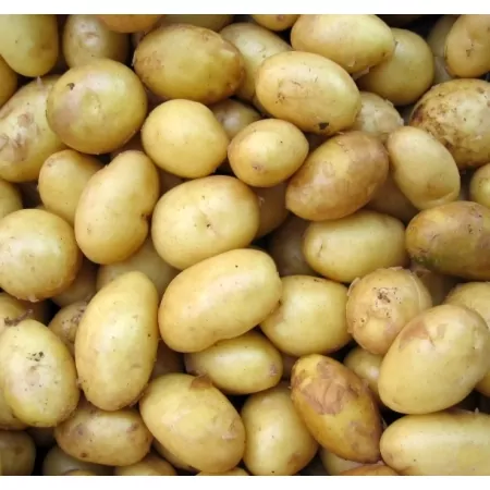 Pomme de terre Nouvelle-