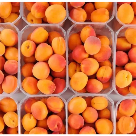 Abricot Apribang-