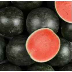 Pastèque sans pépins