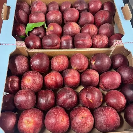 Nectarine de Vigne 3kg-