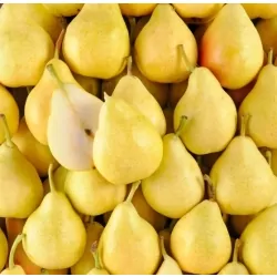 Poire Guyot