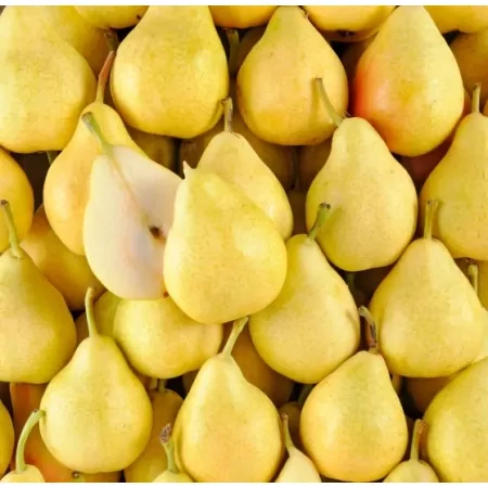 Poire Guyot-