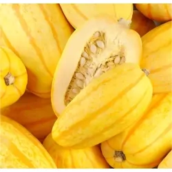 Courge Spaghetti