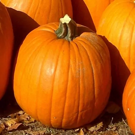 Courge Jack O Lantern-