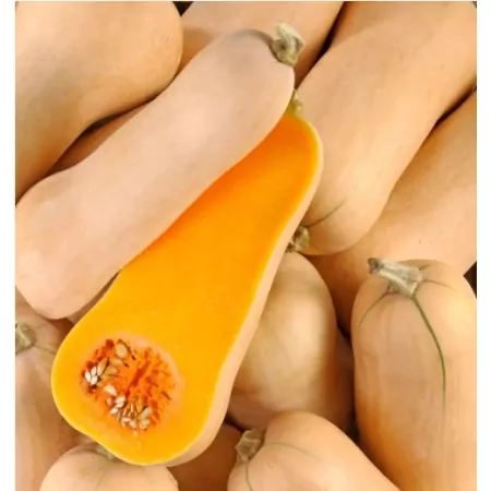 Butternut-