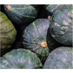 Courge Shiatsu
