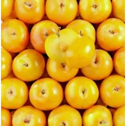 Prune TC Sun