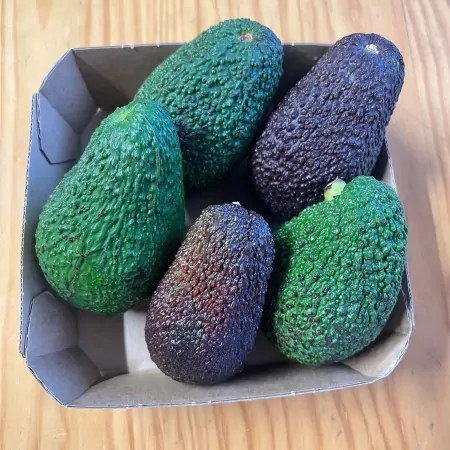 Avocats Corse 500g-