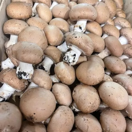 Champignon brun de Paris 250g-