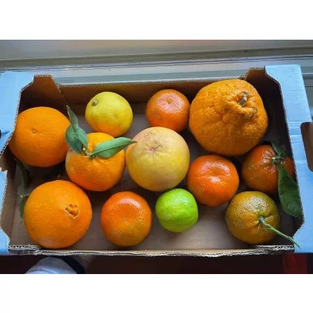 Panier 100% Agrumes-