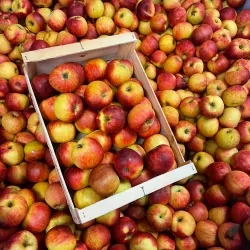 Pommes BIO Juliet 5 kg